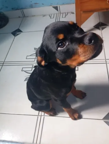 Só quem quer cuidar e da carinho, vou embora e não tem como levar.