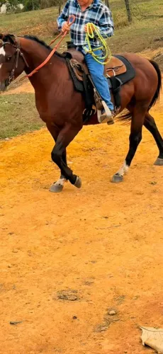 Cavalo quarto de milha p o