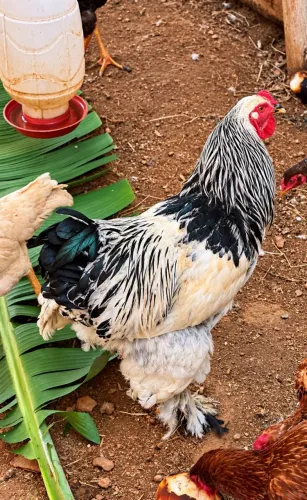 FRANGO BRAHMA