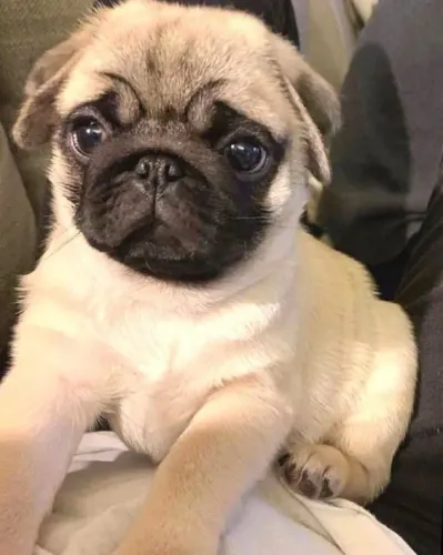Filhote de Pug bênção para desfrutar