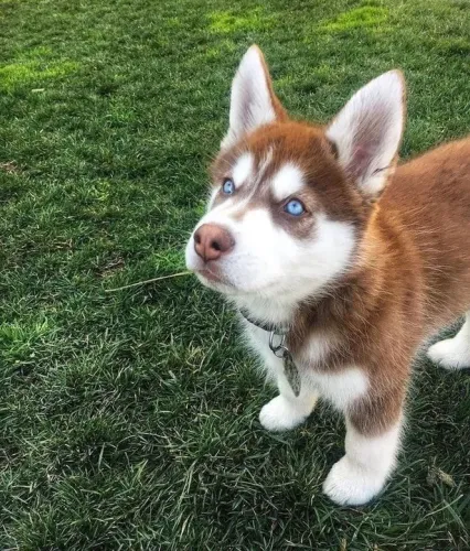 Husky Siberiano Filhotes late,brinca e ilumina o seus dias
