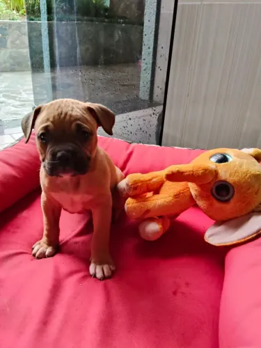 Vende-se filhote de Boxer