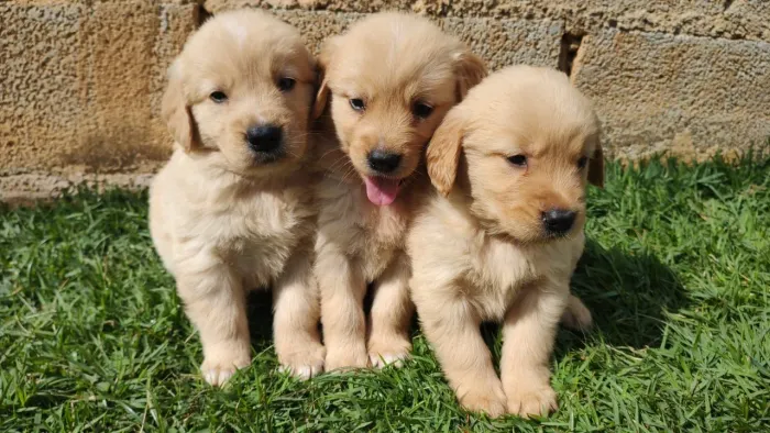 Golden Retriever alegres e bonitos