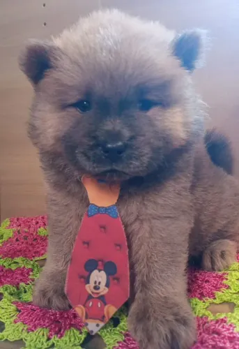 Filhote Chow-chow, O companheiro perfeito para todas as suas aventuras está aqui!
