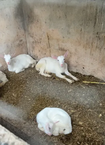 2 Cabritos Filhos do Leme 