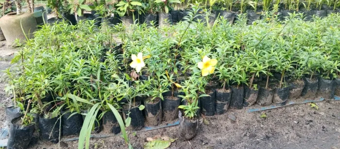Alamanda amarela