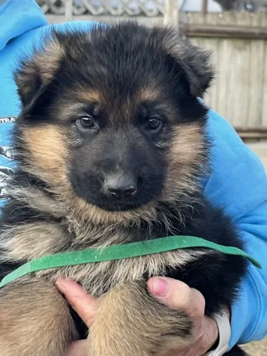Pastor alemao protetor,esperto e leal
