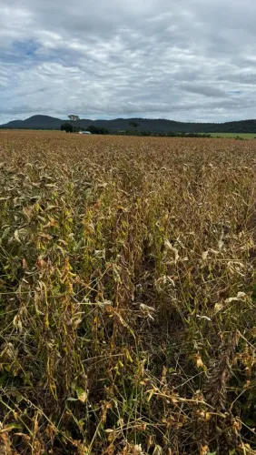 Fazenda arrendamento 700 hec em Rosário do oeste MT. Argila 25% acima
