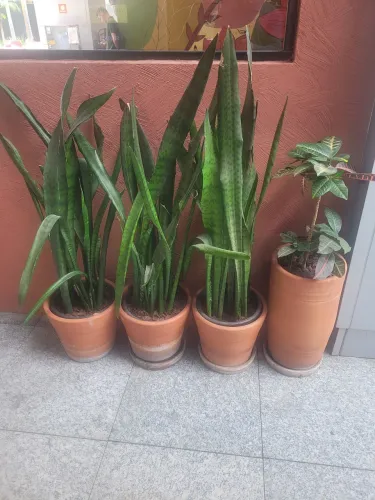 Vasos de plantas