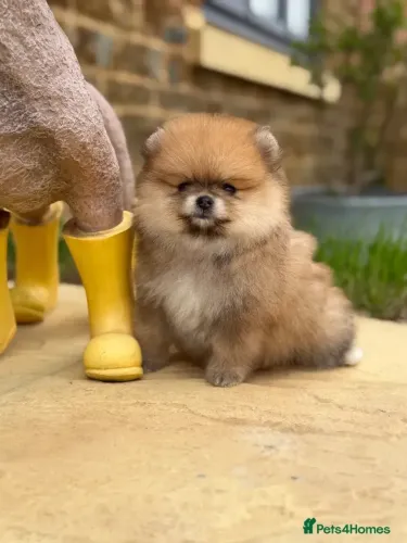 Cãozinho dócil e meigo Spitz Alemão/ Lulu da Pomerânia/ anão/ anãozinho