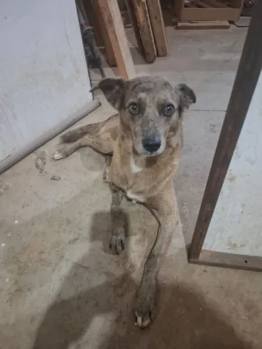 Cachorro adulto para doação 