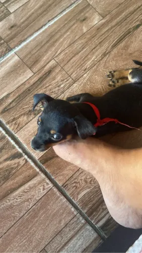 Pinscher 1