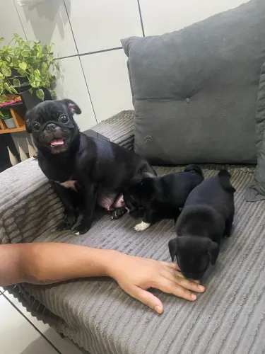 PUG MINI FÊMEA LINDA