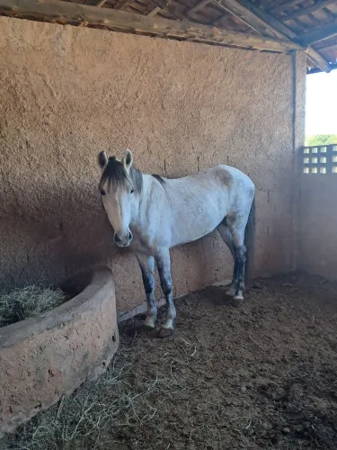 Cavalo Mangalarga Inteiro 