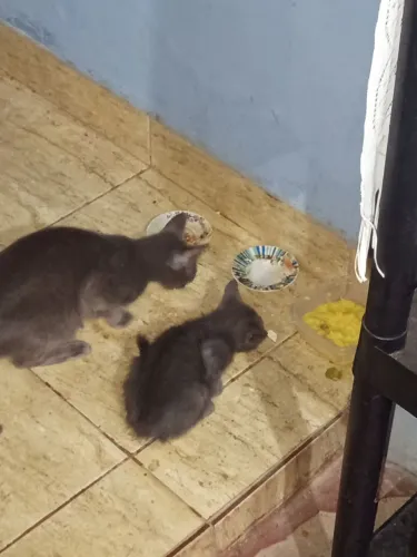 Doação de gatos 
