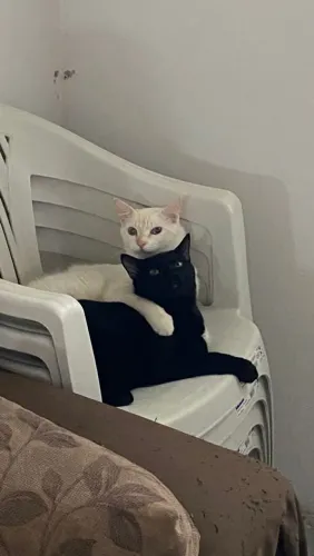 Gatinho preto e gata branca 