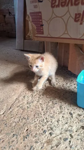 Doação de um gatinho