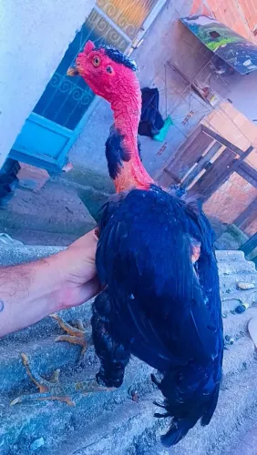 Galinha india pescoço pelado