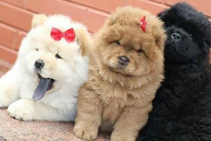 Bebês de Chow Chow providencie o seu já pet ...