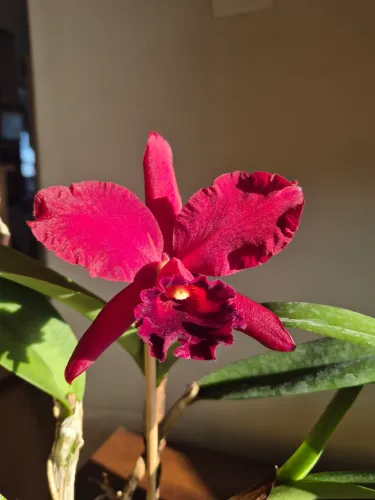 Orquídea Cattleya híbrida 
