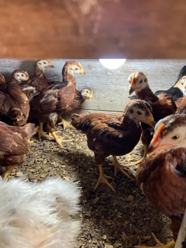 Casal de Rhode Island Red Anericano