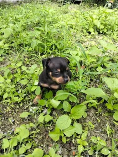 Pinscher filhote