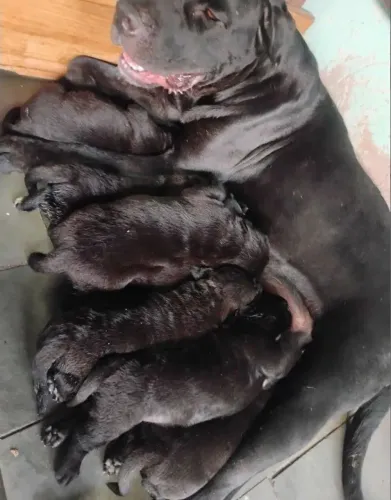 Labrador com cane corso ( 1 filhote macho)