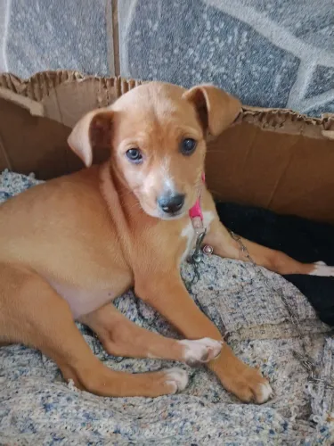 Doação de cachorrinha caramelo.