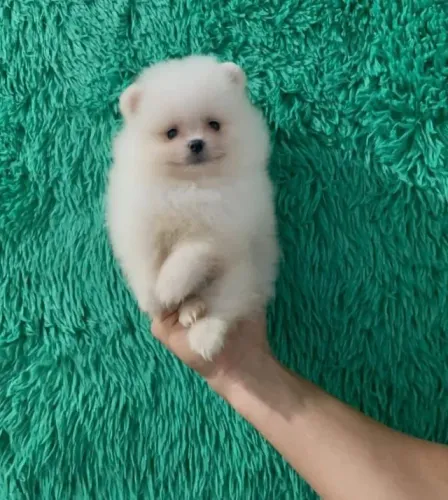 Cachorro Lulu da Pomerania oportunidade única com preço reduzido até domingo