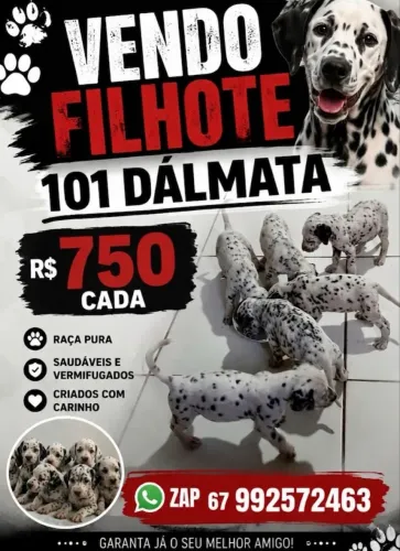 Vendo Filhote de Dálmatas!