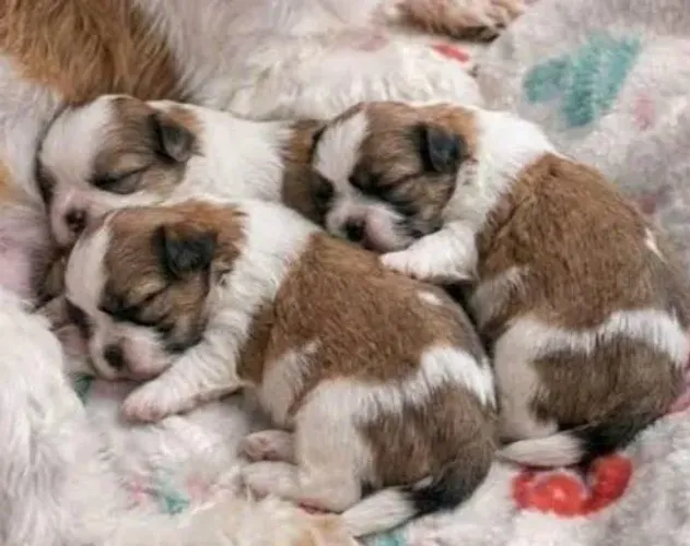 Lhasa Apso Filhotes Super Independentes. 