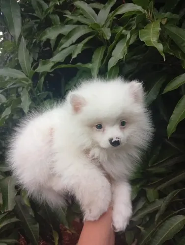 Lindo cachorro de Lulu da pomerania machinho
