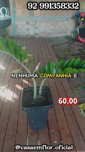 Plantas Vasos Zamioculca,Espada-de-São-Jorge e Comigo ninguém pode 