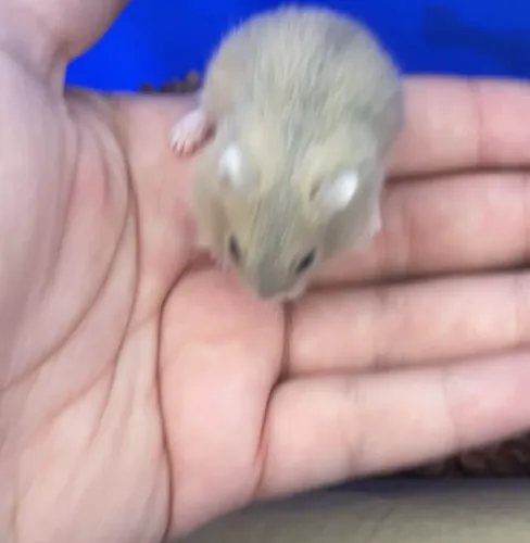 Vendo filhote de Hamster Anão Russo