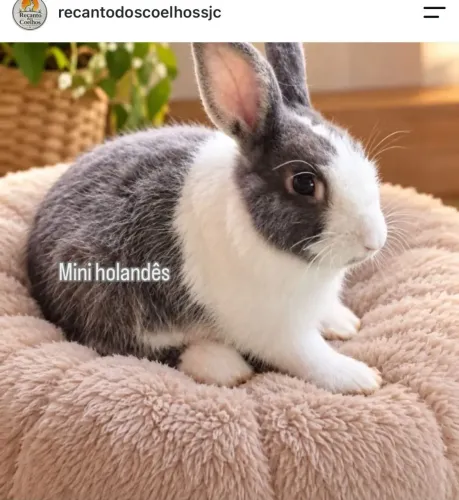 Coelhos pet