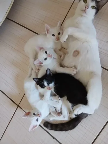 Doação de gatos .