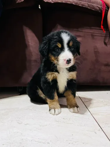 Leve hoje mesmo seu Bernese Mountain¿