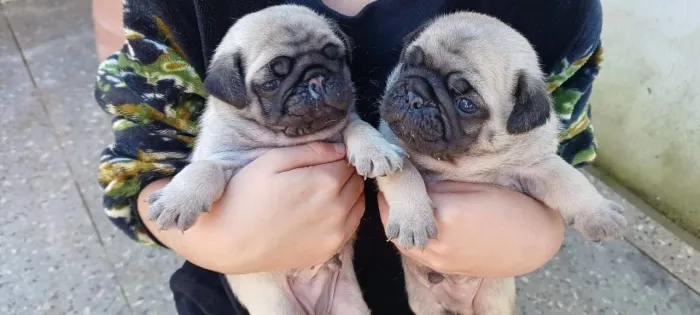 Cachorro pug