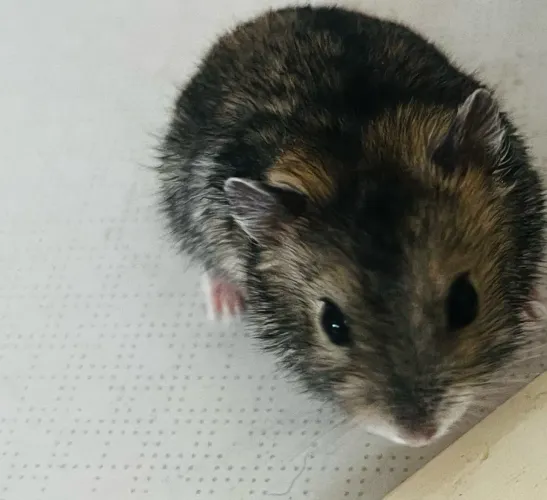 Hamster Anão