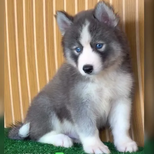 Huskyy siberiano filhote macho cinza pedigree CBKC