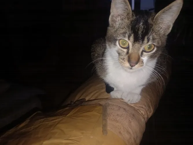 Doa-se vários filhotes de gatos 