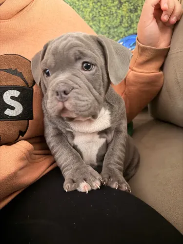 American Bully - Cinza Blue 