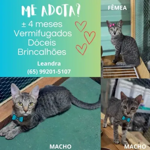 GATINHOS TIGRADOS FILHOTES (adoção responsável conjunta ou separada)