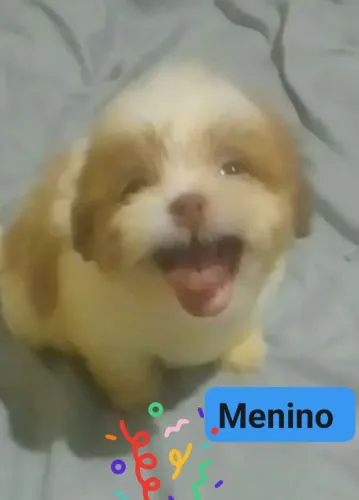 Pet animais de estimação