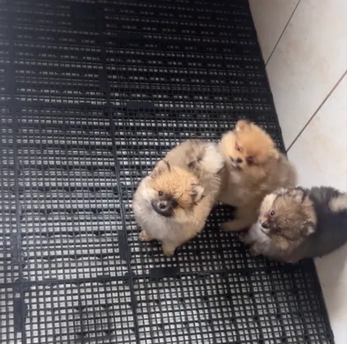 Lindas fêmeas de Lulu da Pomerânia