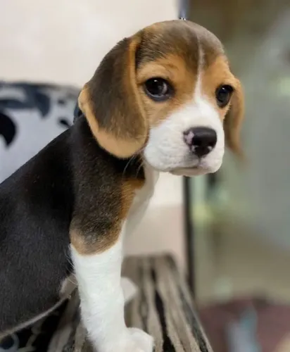 Beagle Esss olhar ainda pode ser seu hoje