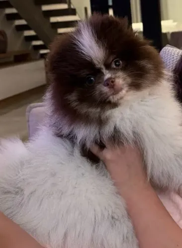 Sptiz Lulu da pomerania