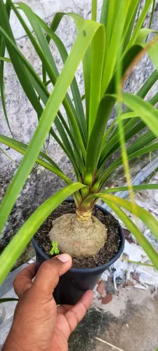 Plantas para sua casa