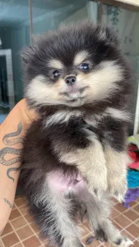 Lulu