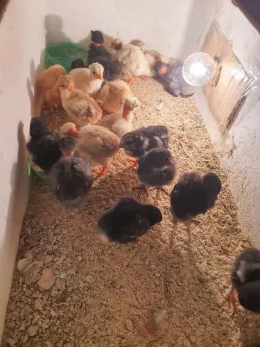 Pintinhos diversas raças